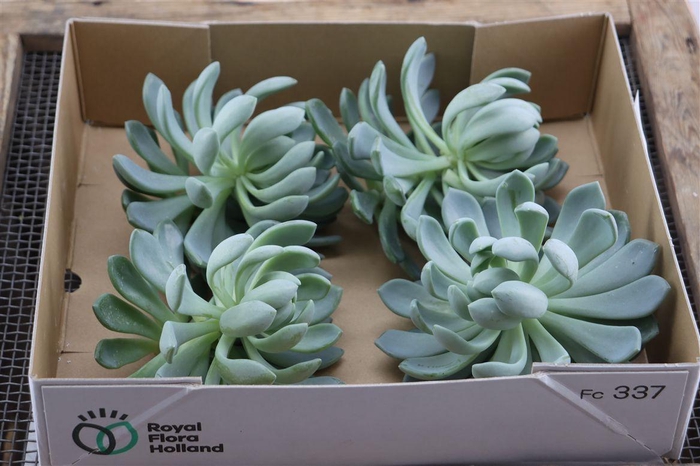 <h4>Echeveria Elegance X4</h4>