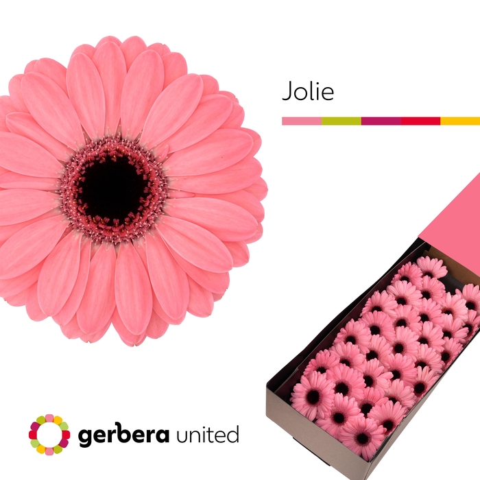 <h4>Germini Jolie Doos</h4>