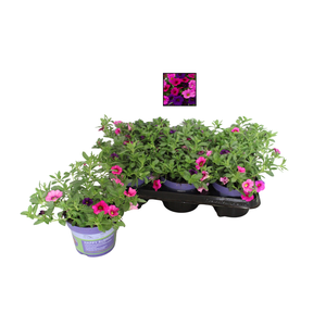 Happy Colours Calibrachoa Burleque