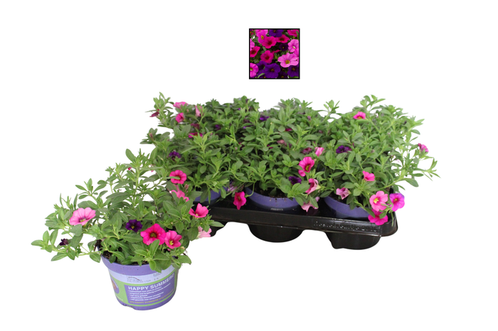 <h4>Happy Colours Calibrachoa Burleque</h4>