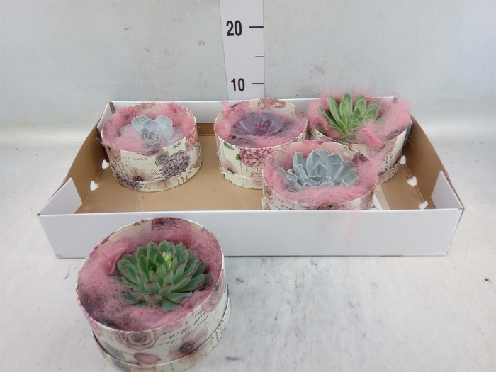 <h4>Arr.  Succulents L%</h4>