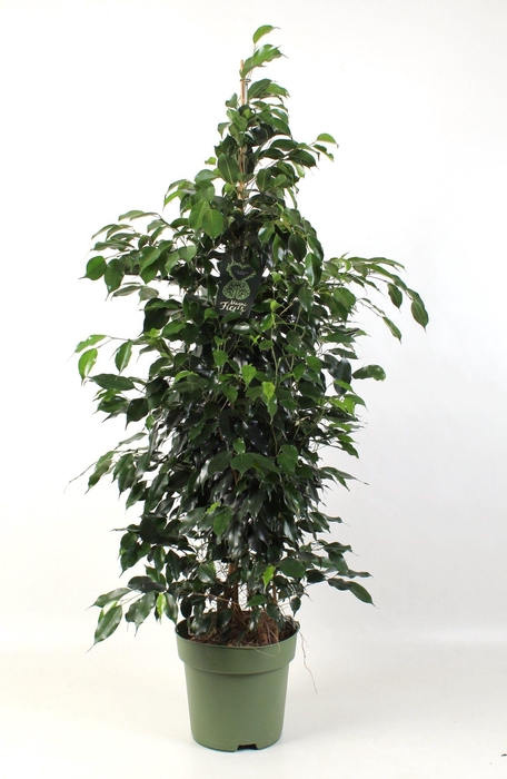 <h4>FICUS benjamina Danielle</h4>