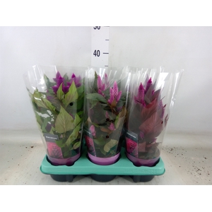 Celosia arg.   ...mix