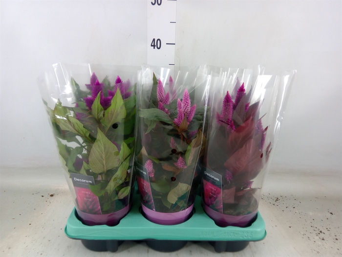 <h4>Celosia arg.   ...mix</h4>