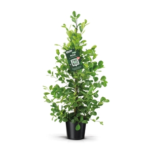 Ficus Moclame