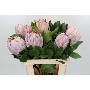 Protea Cynaroides