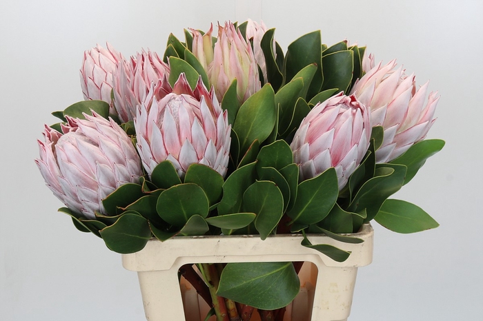 <h4>Protea Cynaroides</h4>