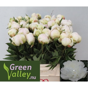 PAEO L BRIGHT WHITE