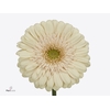 Gerbera Estate Water