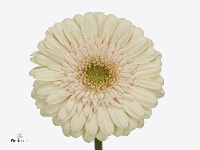 Gerbera Estate Water
