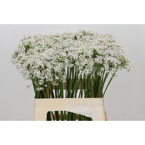 ALLIUM TUBEROSUM