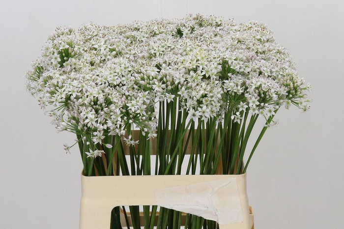 <h4>ALLIUM TUBEROSUM</h4>