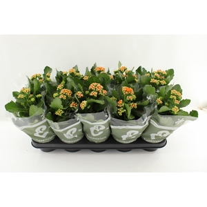 KAL GE PERFECTA ORAN