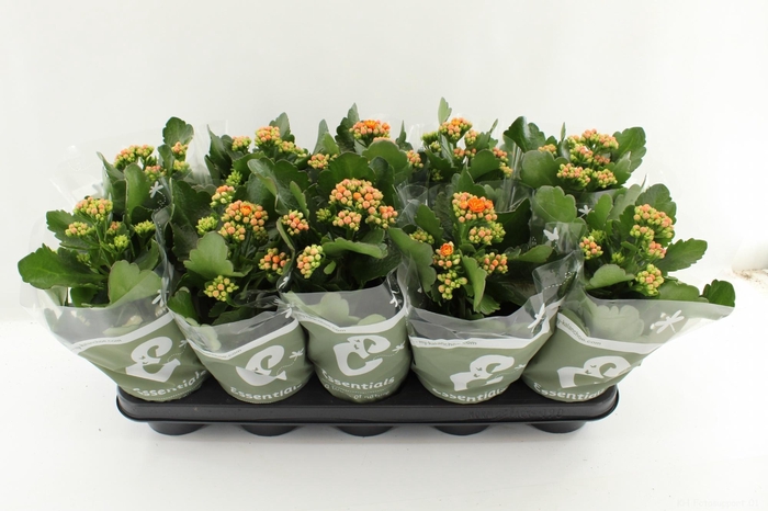 <h4>KAL GE PERFECTA ORAN</h4>