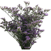 LIMONIUM KLARA SKY LIGHT 060 CM LILAS