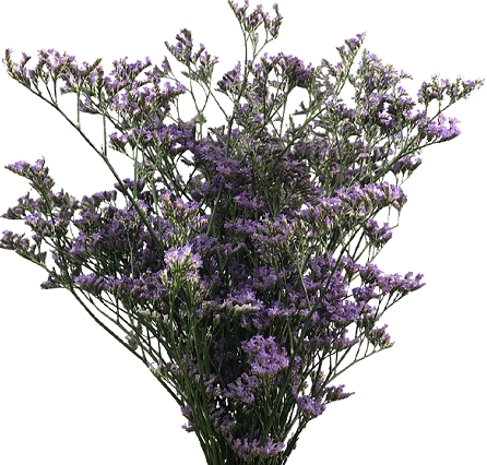 LIMONIUM KLARA SKY LIGHT 060 CM LILAS