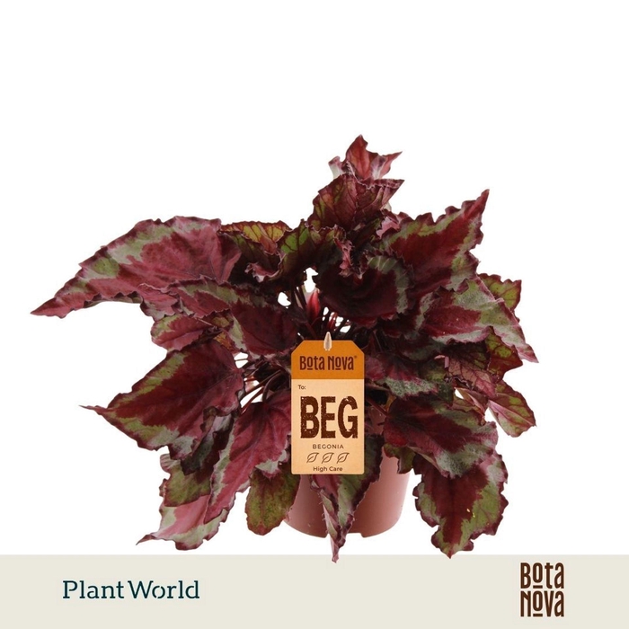 <h4>Begonia Magic Colours Spitfire</h4>