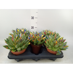 Echeveria  'Miranda'