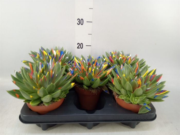 <h4>Echeveria  'Miranda'</h4>