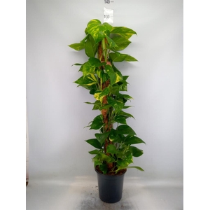 Epipremnum pinn.   ...moss stick