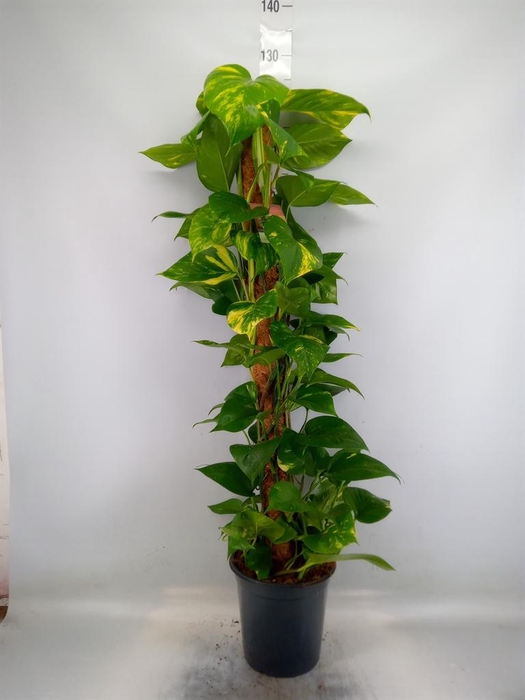 <h4>Epipremnum pinn.   ...moss stick</h4>