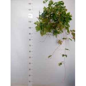 Cissus rhombifolia 'Ellen Danica'