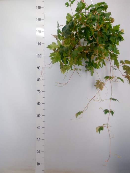 <h4>Cissus rhombifolia 'Ellen Danica'</h4>
