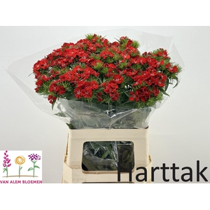 DI BARB WILL SCARLET