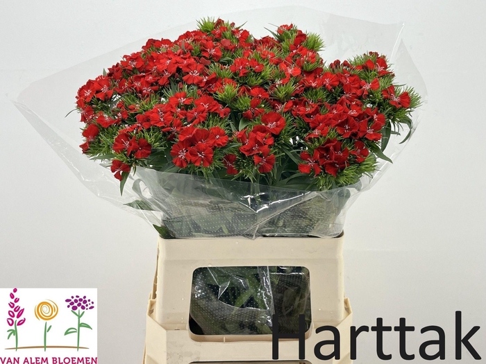 <h4>DI BARB WILL SCARLET</h4>