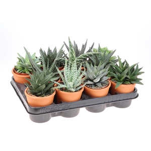 Haworthia mix in rozenpot