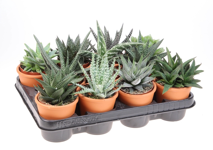 <h4>Haworthia mix in rozenpot</h4>