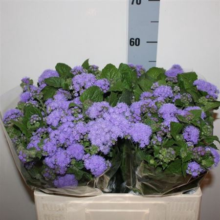 <h4>Ageratum H Blue Horizon</h4>