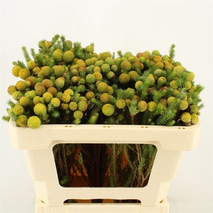 Berzelia galpinii