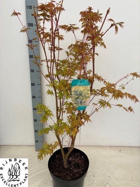 <h4>ACER PA SANGOKAKU</h4>