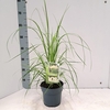 Cortaderia selloana
