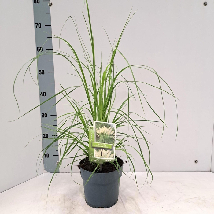 <h4>Cortaderia selloana</h4>