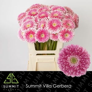 GE GB POM POWER BALL