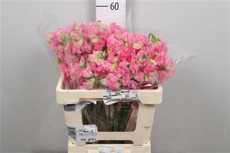 <h4>Lathyr Rose Wedding</h4>