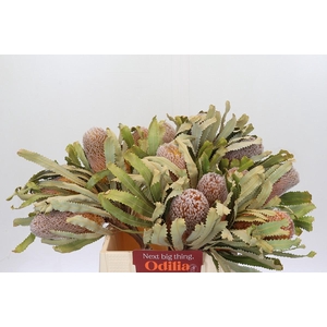 Banksia Burdettii