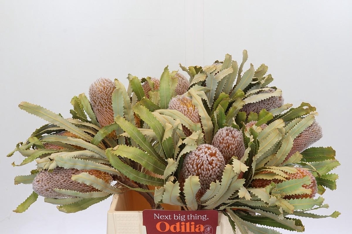 <h4>Banksia Burdettii</h4>