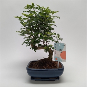 Zanthoxylum Bonsai Traditional 19 cm