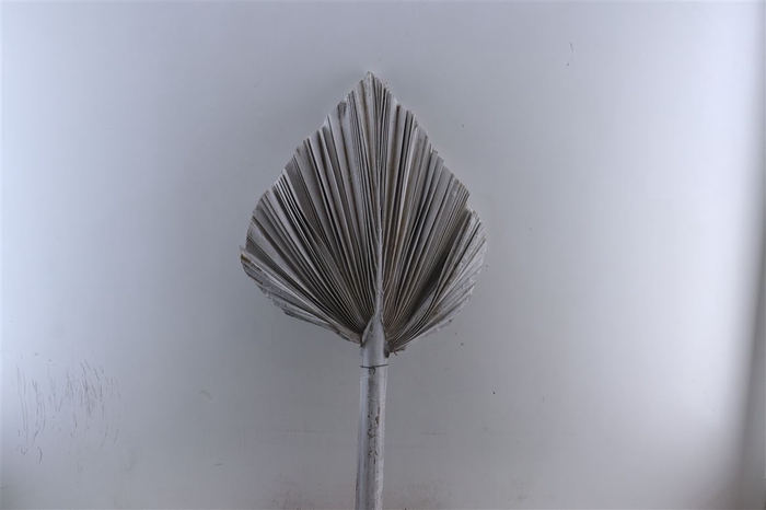 <h4>Dried Palm King Spear Xl W45 Frosted</h4>