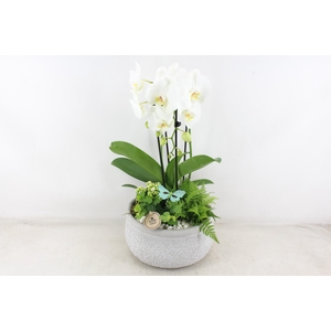 arr2 PL - Ker. barok grijs phal cascade wit