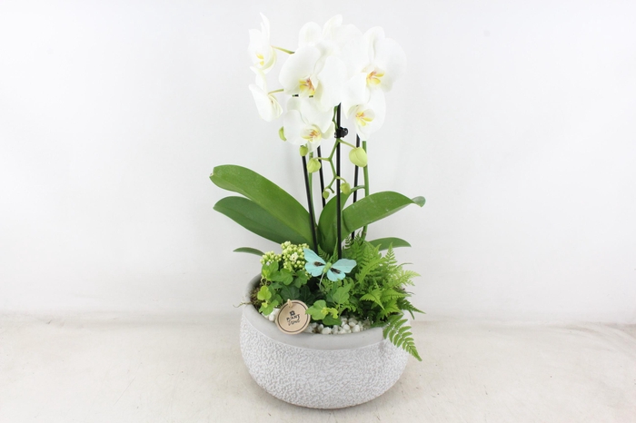 <h4>arr2 PL - Ker. barok grijs phal cascade wit</h4>