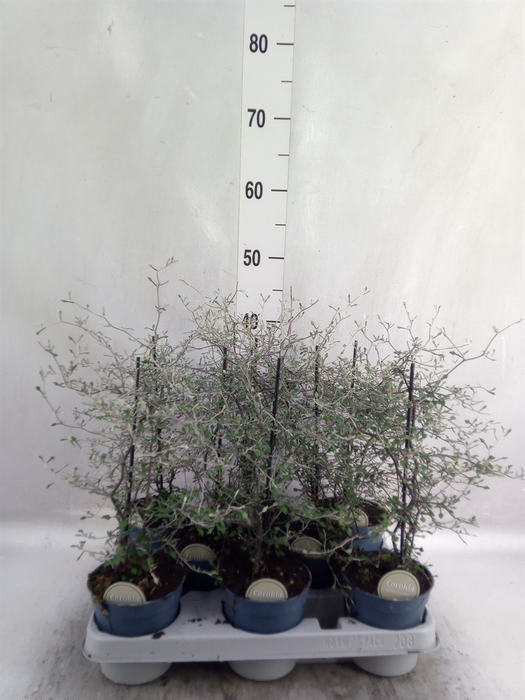 <h4>Corokia cotoneaster</h4>