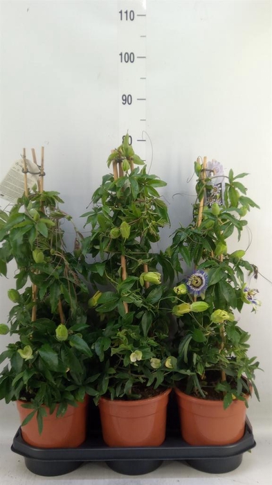 <h4>Passiflora caerul.</h4>