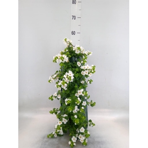 Perkplanten   ...sorted   [Bedding]