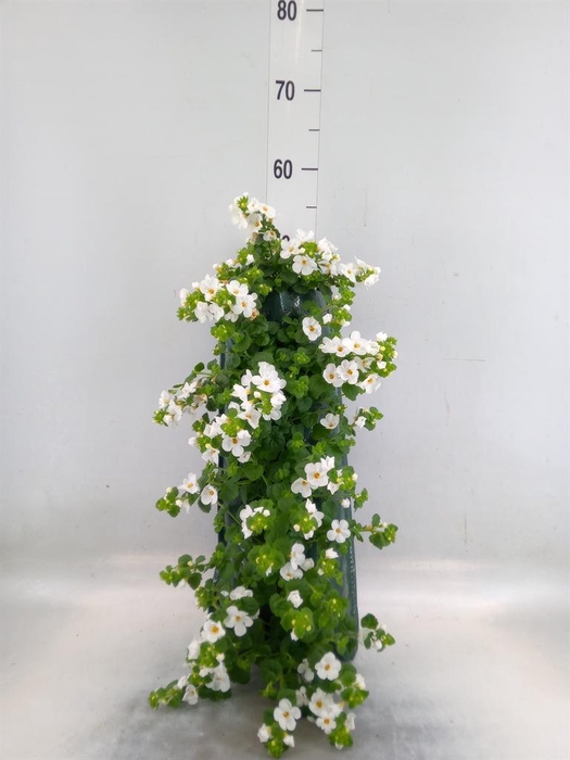 <h4>Perkplanten   ...sorted   [Bedding]</h4>