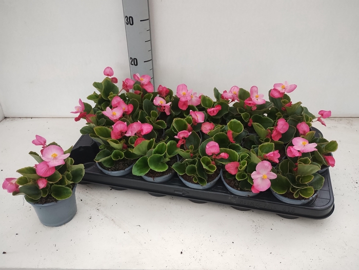 <h4>BEGO SE VOL PINK</h4>