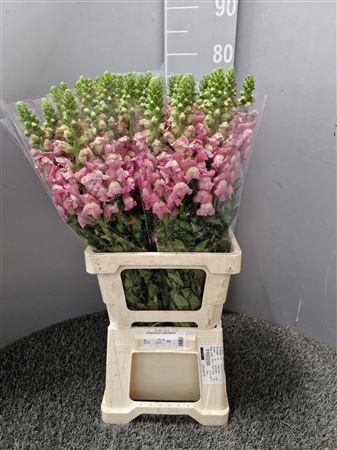 Antir Poto Cherry Rose